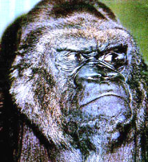 animal.jpg (42508 bytes)