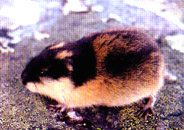 animal.jpg (24976 bytes)