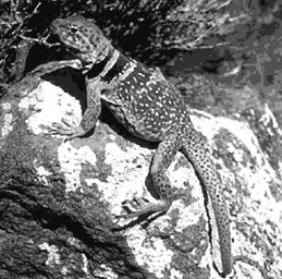 animal.jpg (42253 bytes)