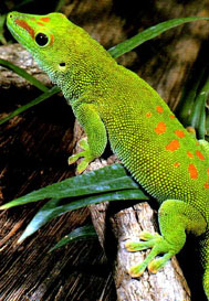 animal.jpg (36601 bytes)