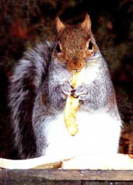 animal.jpg (26699 bytes)