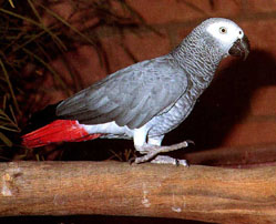 animal.jpg (24837 bytes)