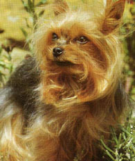 animal.jpg (24383 bytes)