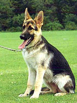 animal.jpg (20163 bytes)