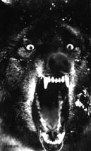 animal.jpg (11270 bytes)