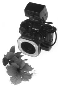 snap.jpg (10878 bytes)