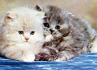 animal.jpg (17833 bytes)