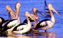 animal.jpg (21623 bytes)