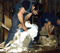 fs9.jpg (19918 bytes)