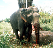 n3.jpg (33501 bytes)