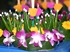 Loy Krathong Festival 2012