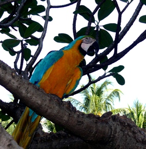 Macaw in the ‘wild’. 