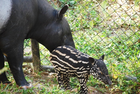 Mummy watches over her new baby Pee Mai on his first day out. 