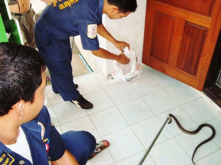 Animal rescue officers remove the uninvited guest from Kwanjai’s home.