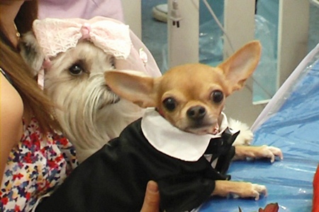Bride and groom all set for the big day.