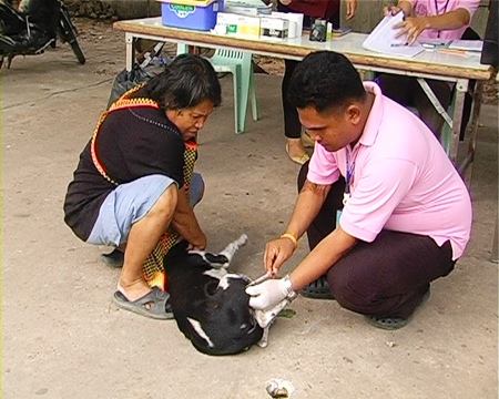 Even the pets got free check-ups and vaccinations.