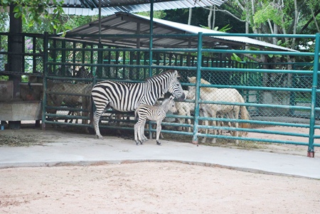 Mother zebra protects her baby girl.