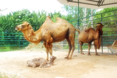 Mother and child camel are both doing fine.