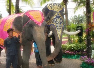 Mahouts bring in a pair of elephants to put on display during the announcement.