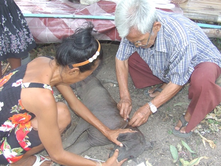 With a little help from his friends, and free vaccine from city public health volunteers, 78-year-old Chalieow Kamsawat managed to vaccinate 10 stray dogs living in his soi. 