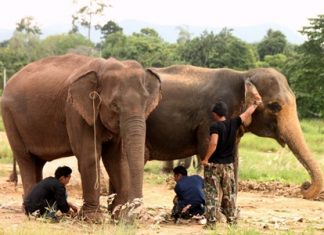 Handlers bring 2 female elephants to Nong Nooch Tropical Gardens with hopes of them becoming pregnant before being returned to the wild.