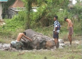 These men will need more help to get the 115 year old elephant back on his feet.
