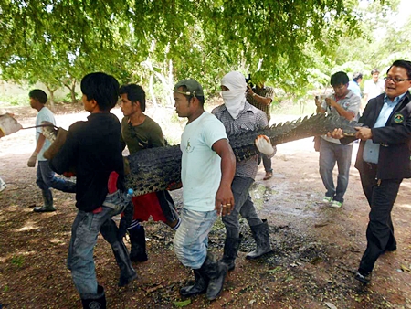 Employees and rescue workers take one of many escaped crocodiles back to the Million Years Stone Park’s crocodile farm.  This man-eating reptile was one of dozens that escaped from the farm when record flooding hit the area Sept. 11. Park officials admitted they had no idea how many were still on the loose. 