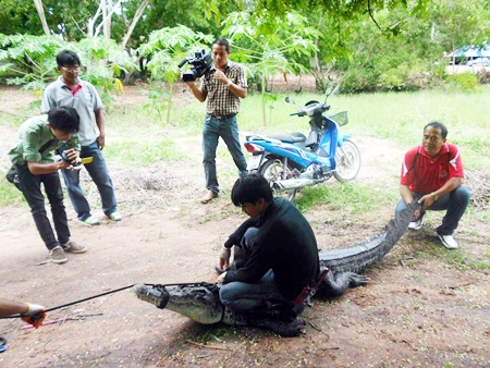 Brave men manage to capture another escaped crocodile.