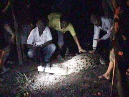 A nighttime search turned up this beast.