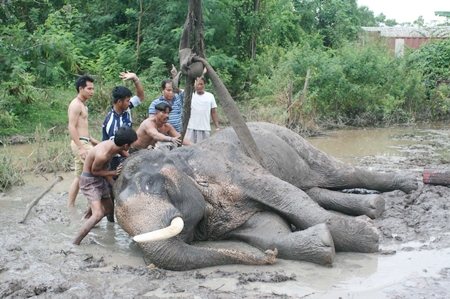 Local residents help the dazed and confused pachyderm back onto his feet, with help from a crane. 