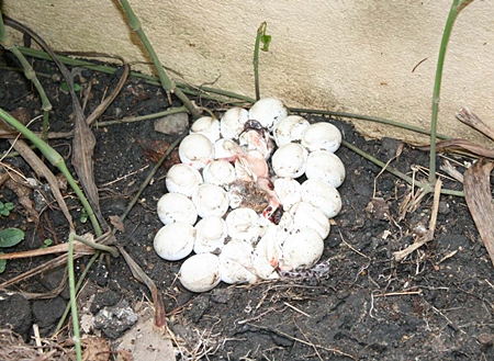 Sawang Boriboon workers carefully moved the snake and eggs to a wooded area away from the condo. 