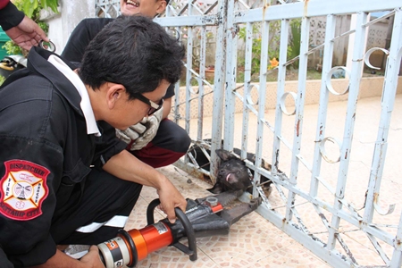 Rescue workers try to calm down Ai Dum as they use the Jaws of Life to free the mutt. 