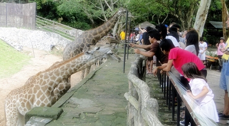 PCEC group enjoying feeding the giraffes at the Khao Kheow Zoo.
