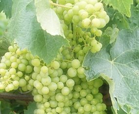 White Ugni Blanc grapes on the vine.