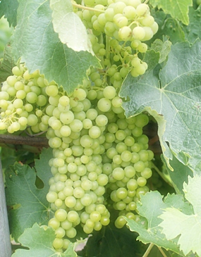White Ugni Blanc grapes on the vine. 
