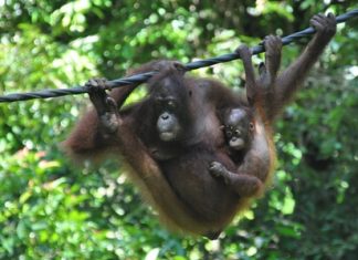 Regent’s students, staff and parents tree planting in Borneo.