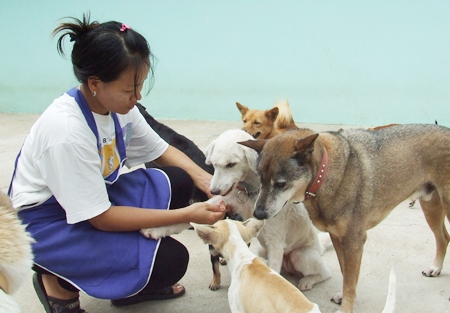 Mabprachan animal shelter solicits aid - Pattaya Mail