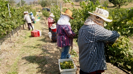 Harvesting at Khao Yai vineyard. 