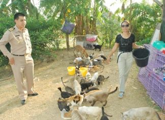 Feeding time for some of the 110 cats abandoned by flood victims.