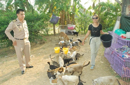 Feeding time for some of the 110 cats abandoned by flood victims. 