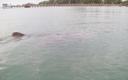 Only the dorsal fin is visible from the shoreline.