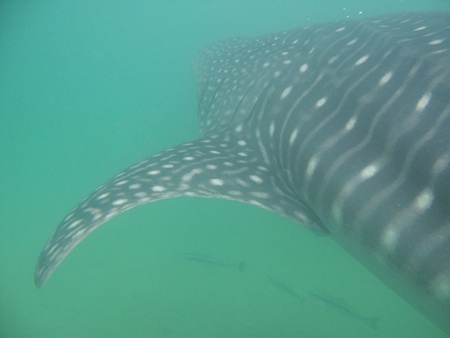 After finding out the whale shark is harmless, some brave souls even went snorkeling with it, taking some underwater photos.