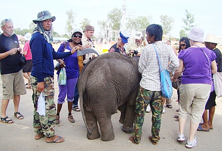 Several PCEC members strolling around after the show take the opportunity to see a baby elephant up close.