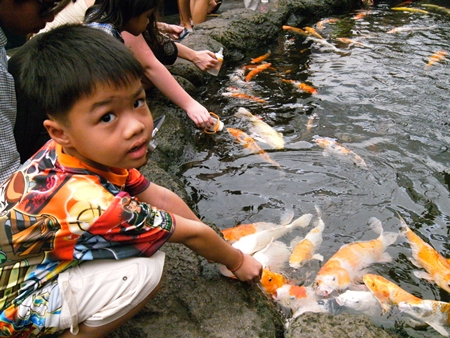Feeding the carp at Pattaya Underwater World.