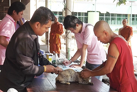 Officials vaccinate a cat against rabies at Jittapawan Temple. 