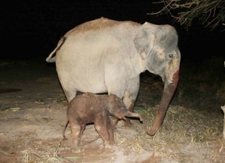 45th elephant born at Nong Nooch Mother and child are reportedly doing well.