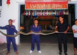 The python measured 4.2 meters long, over 12 centimeters wide and weighed in at a hefty 68 kilograms.
