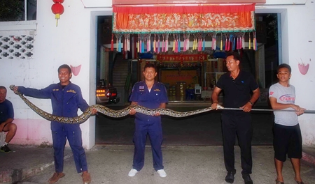 The python measured 4.2 meters long, over 12 centimeters wide and weighed in at a hefty 68 kilograms. 