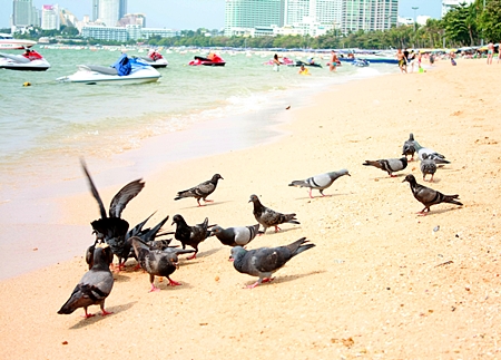 A rare sight just 2 years ago, pigeons are now overtaking Pattaya Beach.