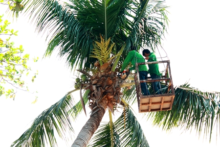 City workers cut back branches and remove coconuts from Jomtien Beach. 